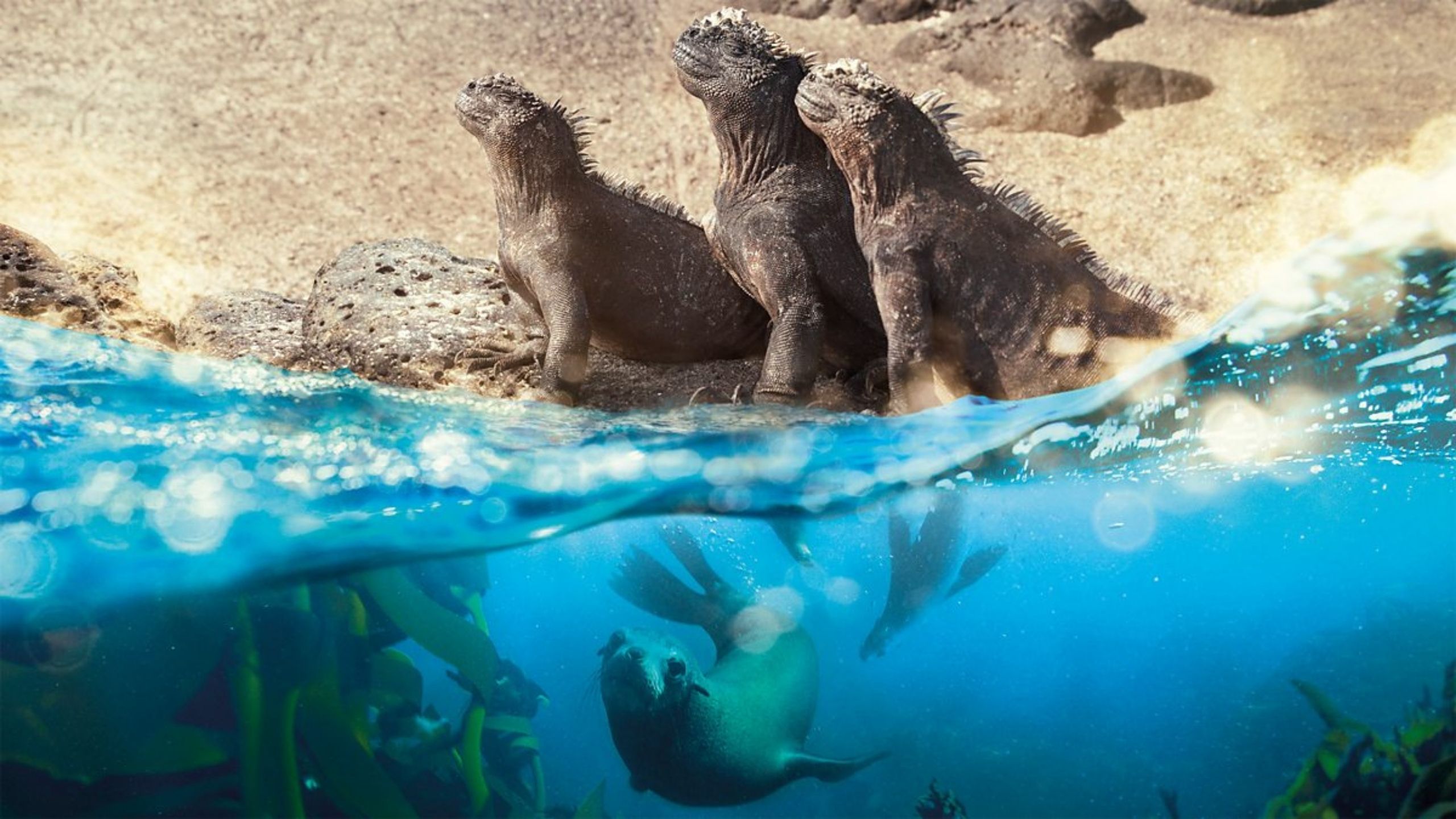 Image of lizards on land,, and seals swimming in the sea