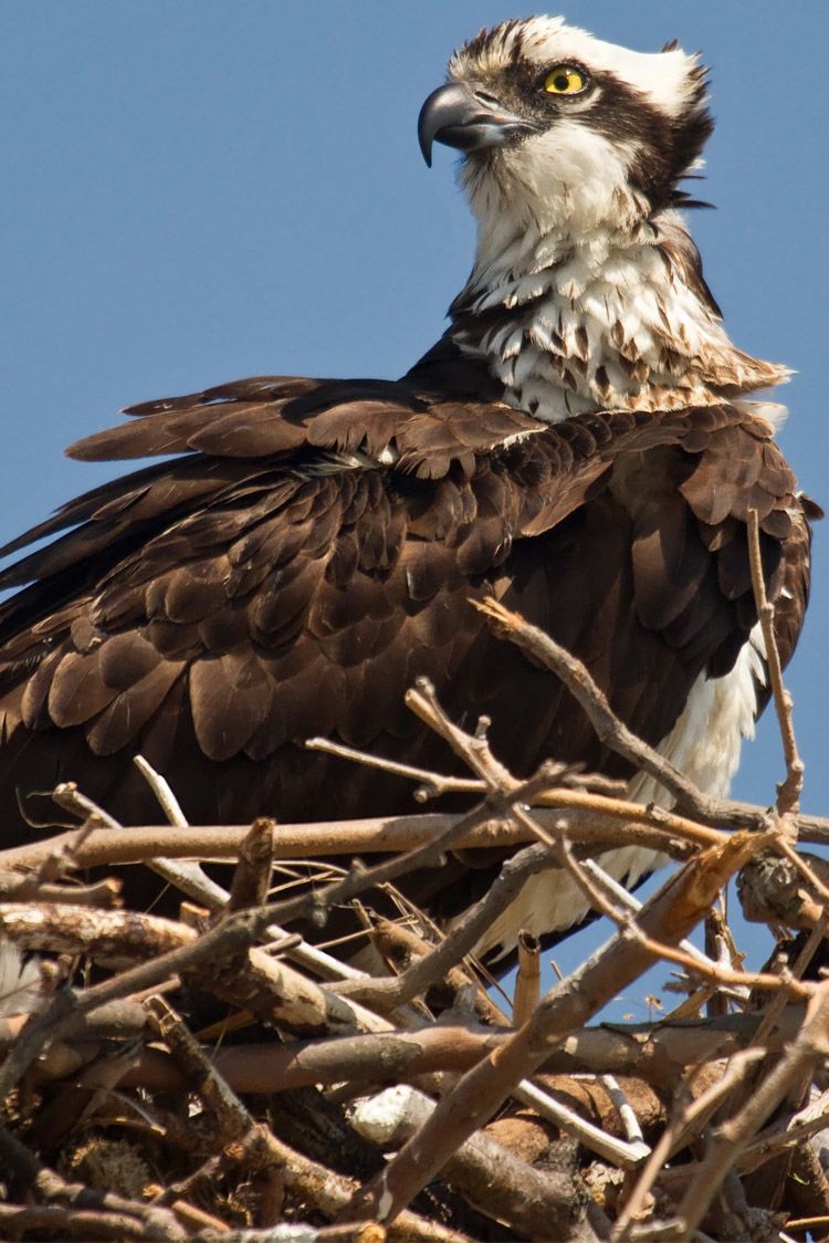 Close up of a nesting osprey