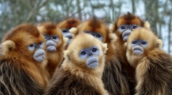 Snub nosed moneys in BBC's Seven Worlds, One Planet