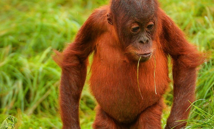 Orangutan eating grass
