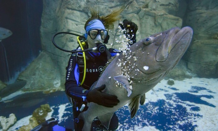 Secrets of the aquarium - BBC iPlayer