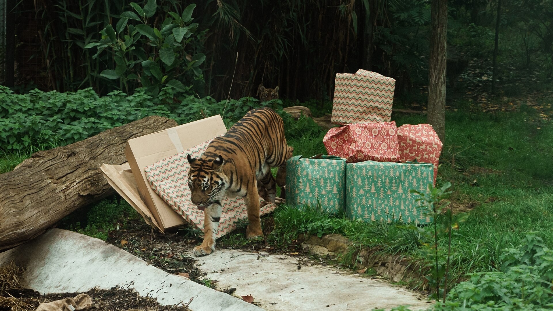 London Zoo at Christmas - All 4
